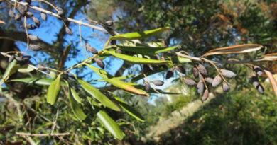 Five ways climate change is intensifying the threats to plant health – Guyana Chronicle