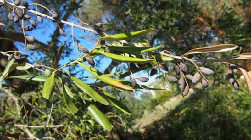 Five ways climate change is intensifying the threats to plant health – Guyana Chronicle