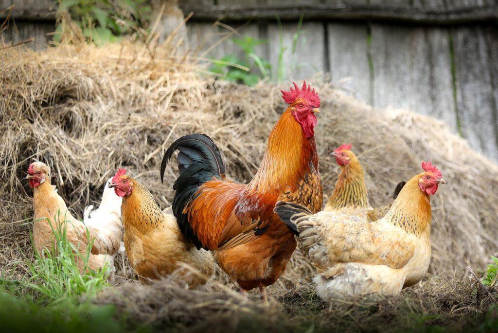 Greater Guyana Initiative – Hinterland Poultry Project 2022 Greater Guyana Initiative – Hinterland Poultry Project 2022